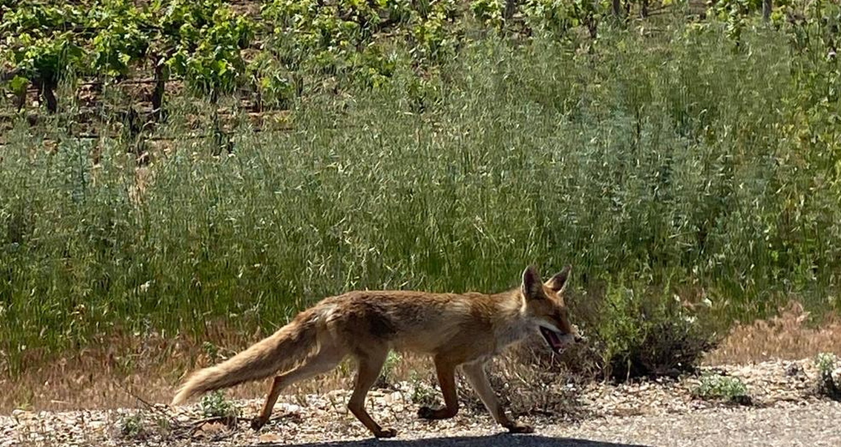 zorro_x4